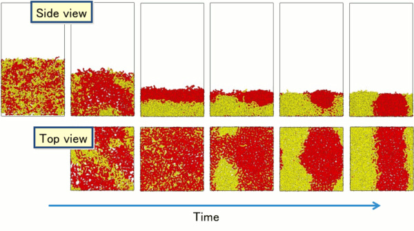 Phase separated structure of polymer thin film caused by solvent evaporation