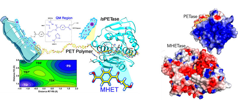 図3. イデオネラ・サカイエンシスの2つの酵素によるPETの分解 [6][7]。PETaseとMHETase、2つの酵素の連携によりPET→MHET→テレフタル酸＋エチレングリコールの化学反応が生じる。