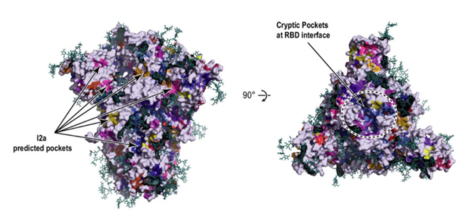 図3. gREST法によるCOVID-19新規創薬ポケットの探索 （文献[15]より転載。CC BY Attribution 4.0 International ライセンスの下で使用)