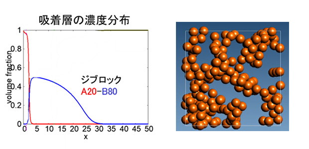 図3. 左：SCFT を用いた微粒子表面に吸着したジブロック共重合体の形状の1次元計算（x=0が微粒子表面）、右：粒子法を用いた液体中の微粒子の凝集プロセス計算
