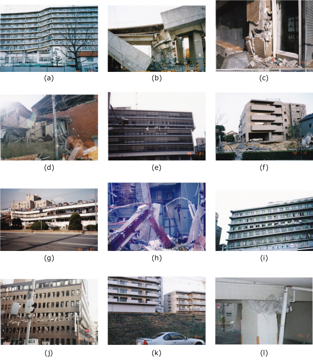 写真-3 被害例や無被害例